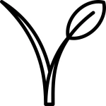 Vegan